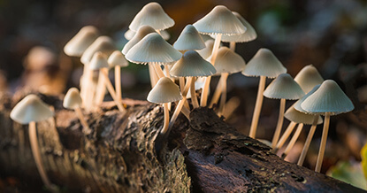 Acht tips voor paddenstoelen fotograferen