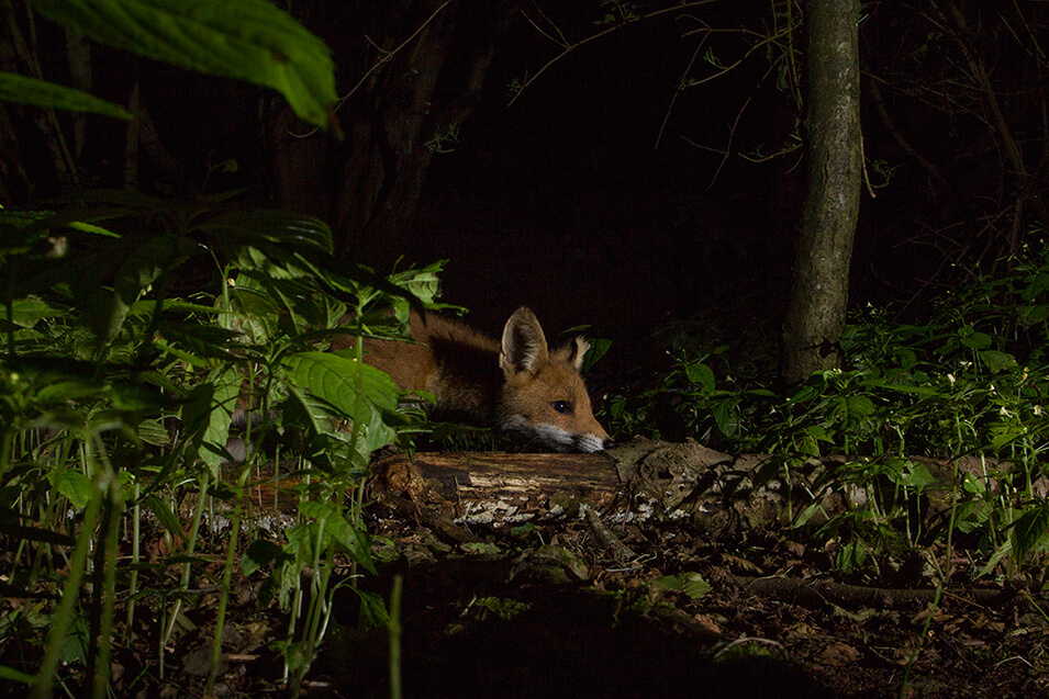 Nachtelijke wildfotografie met cameravallen - 1