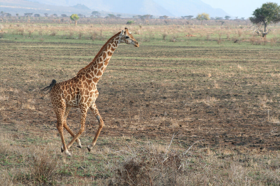 Tips voor het fotograferen op safari - 8