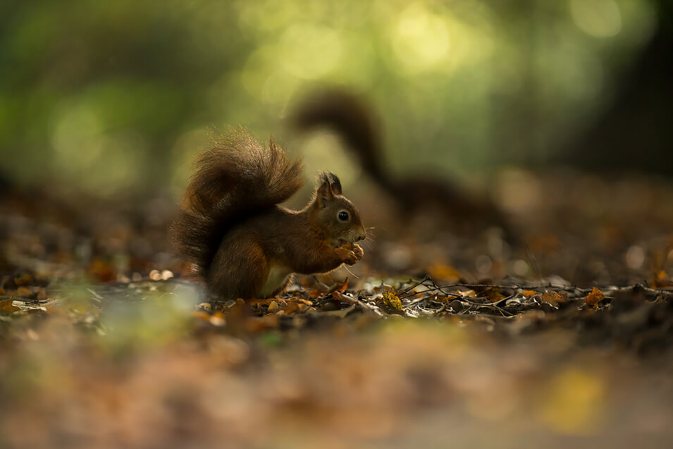 Zo fotografeer je rode eekhoorns - 3