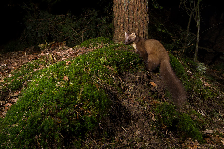 Zo fotografeer je rode eekhoorns - 6