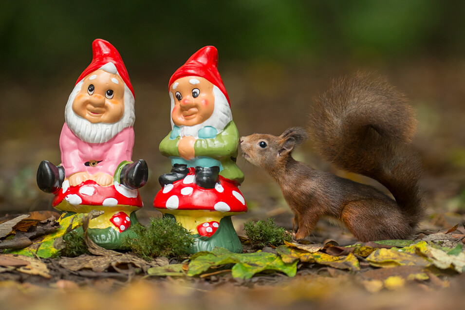 Zo fotografeer je rode eekhoorns - 12