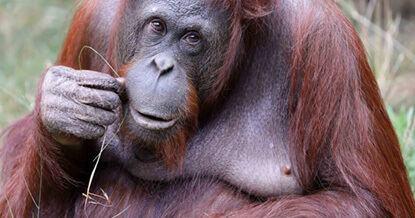 Hoe fotografeer je apen in de dierentuin