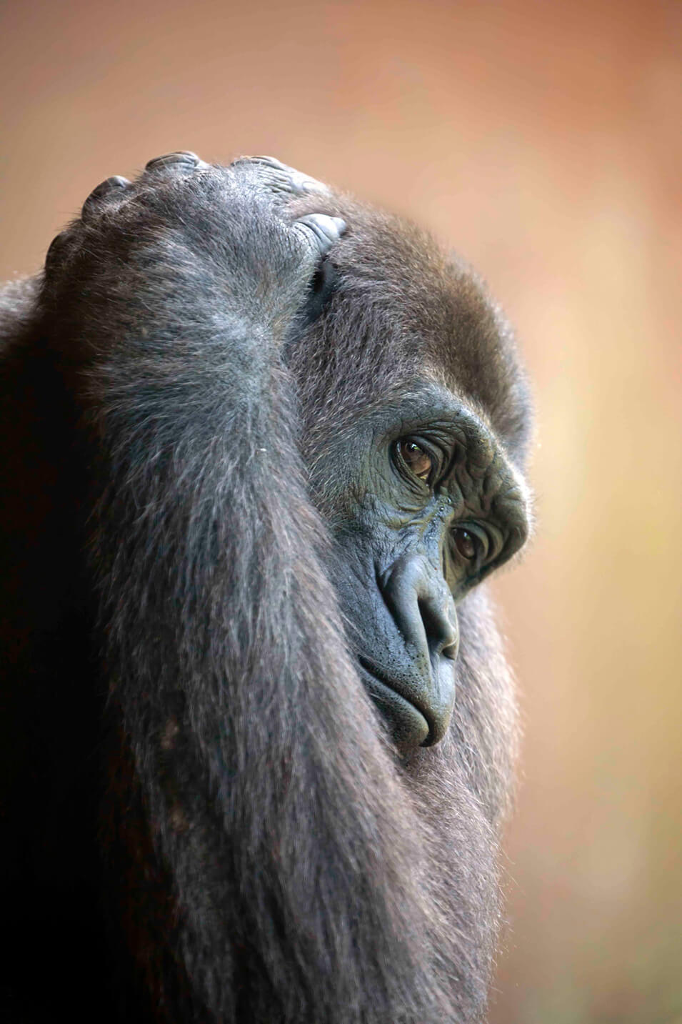 Hoe fotografeer je apen in de dierentuin - 2