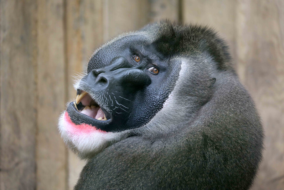 Hoe fotografeer je apen in de dierentuin - 3