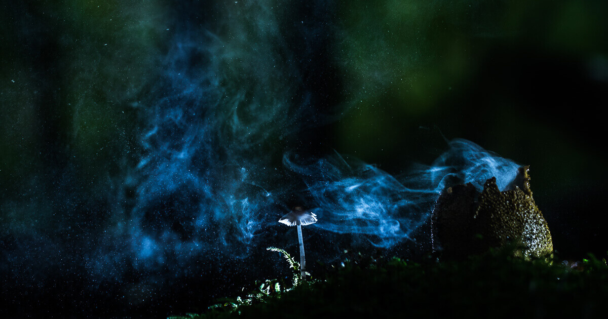 Het mysterie van paddenstoelen in het donkere bos
