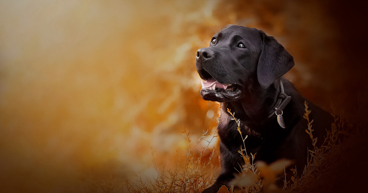 De 10 beste tips voor hondenfotografie