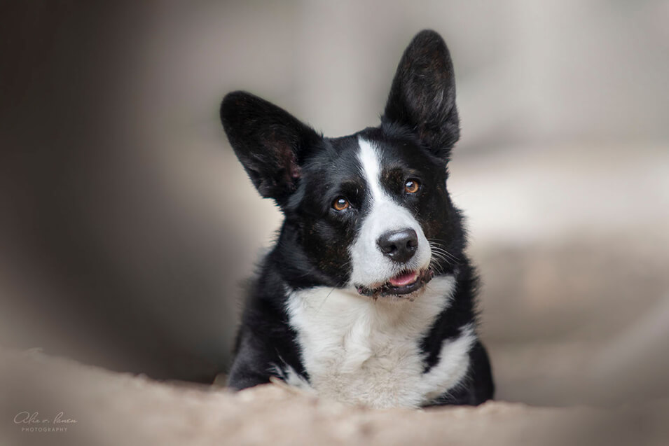 De 10 beste tips voor hondenfotografie - 4