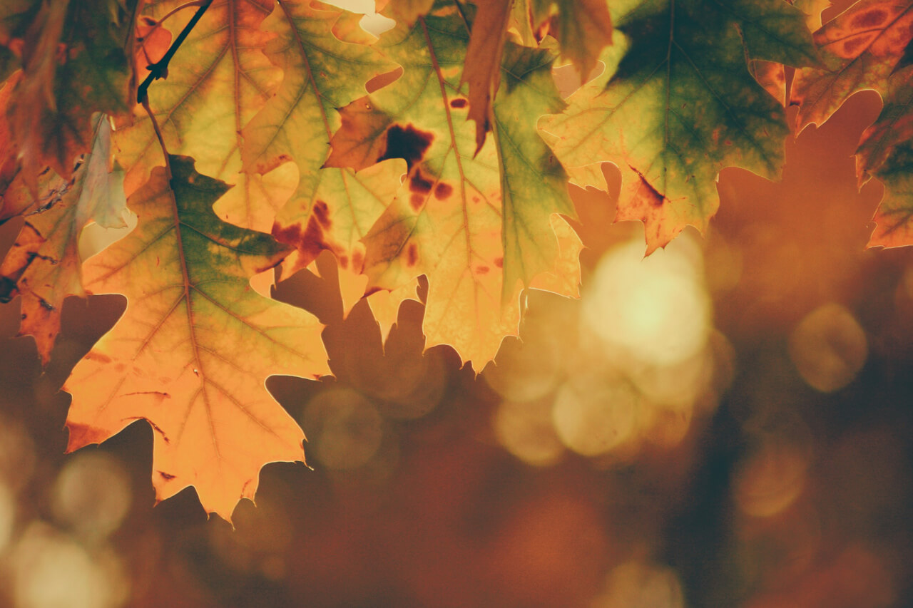 10 dingen die je kunt fotograferen in de herfst - 6