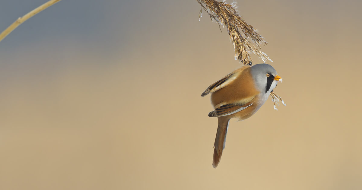 Hoe kun je wintervogels fotograferen?