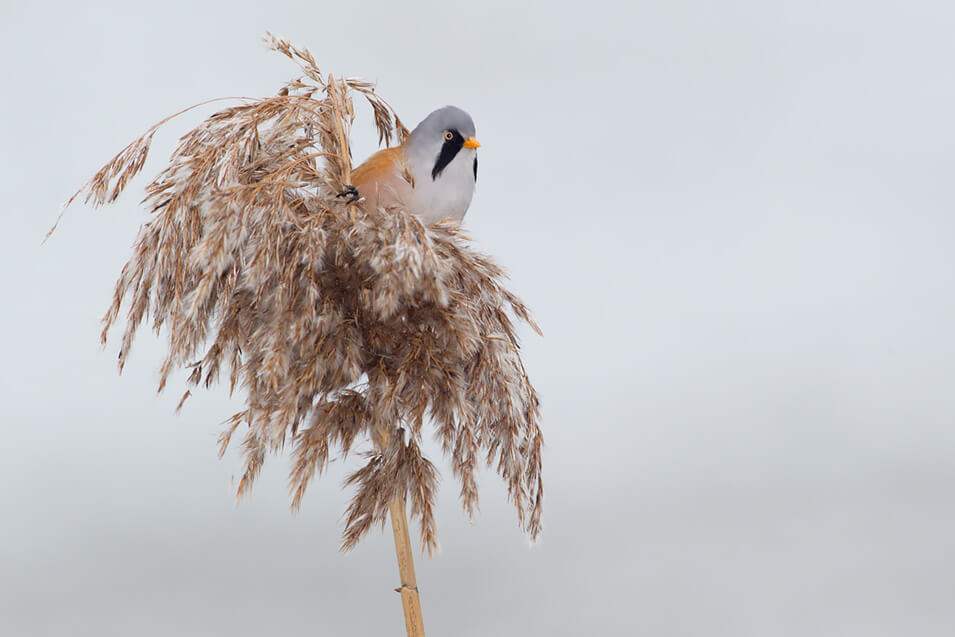 Zo fotografeer je wintervogels in Nederland - 1