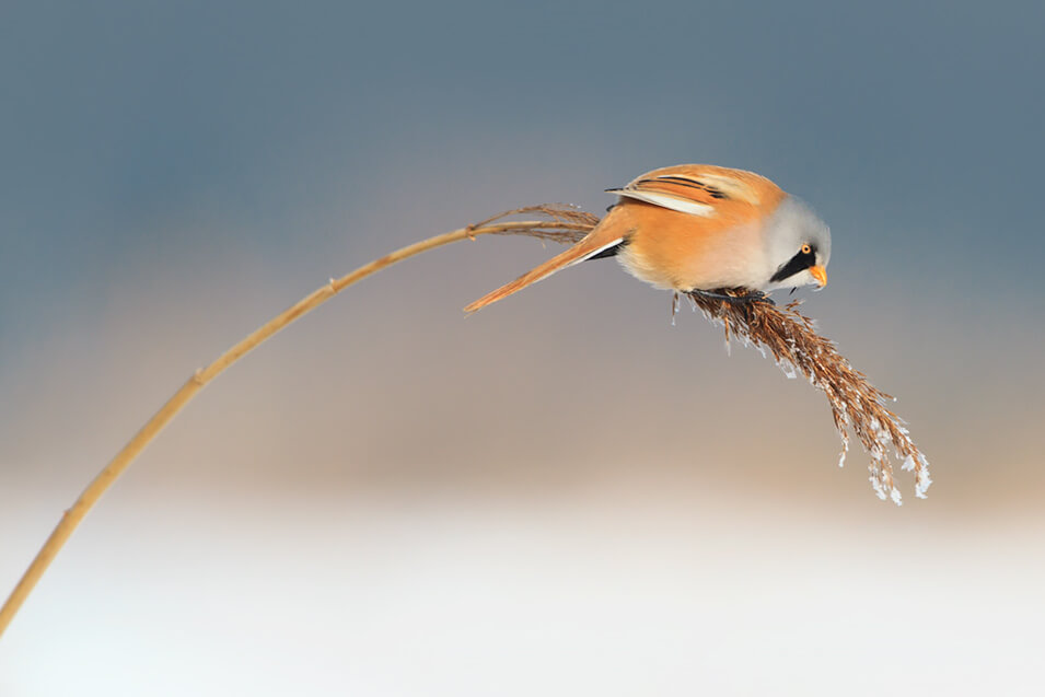 Zo fotografeer je wintervogels in Nederland - 2