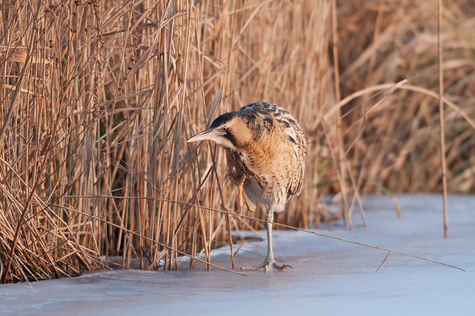 Zo fotografeer je wintervogels in Nederland - 3