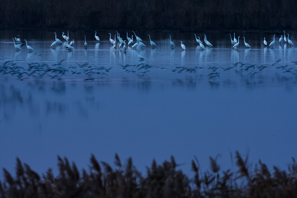 Zo fotografeer je wintervogels in Nederland - 10