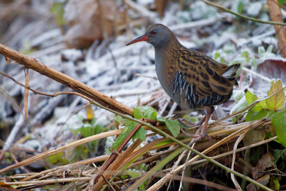 Zo fotografeer je wintervogels in Nederland - 16
