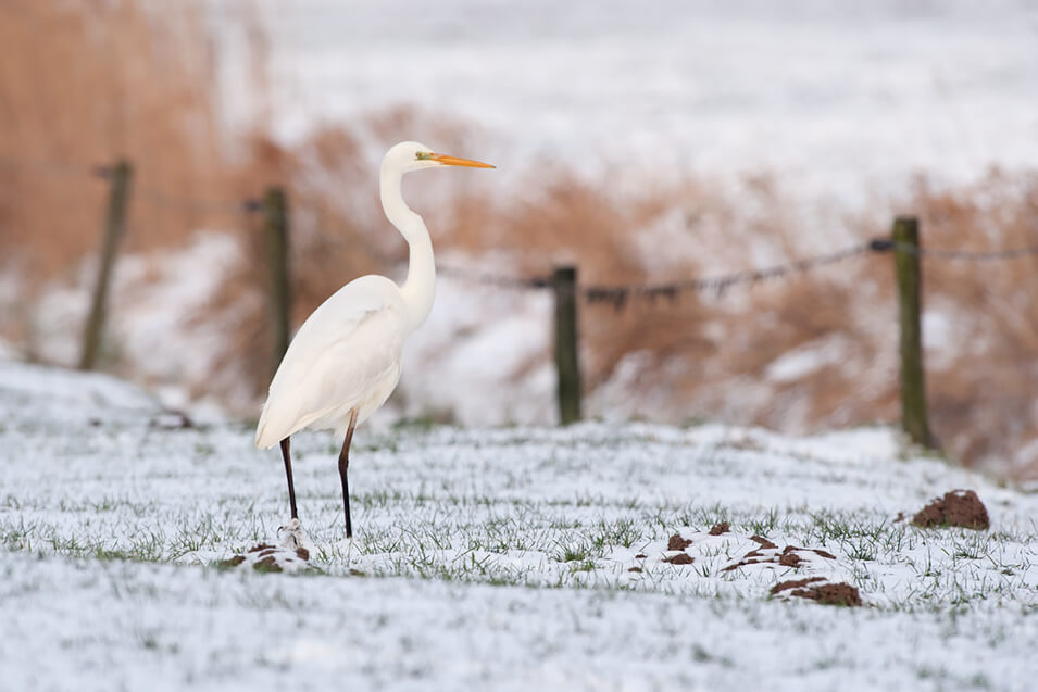 Zo fotografeer je wintervogels in Nederland - 18