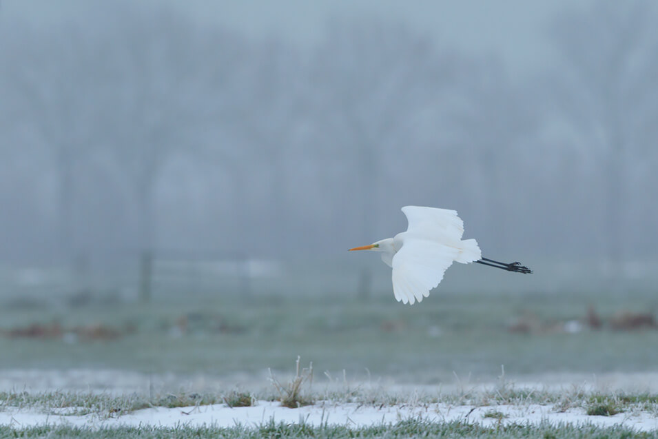 Zo fotografeer je wintervogels in Nederland - 19