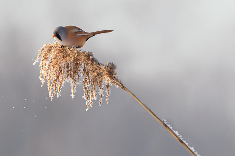 Zo fotografeer je wintervogels in Nederland - 24