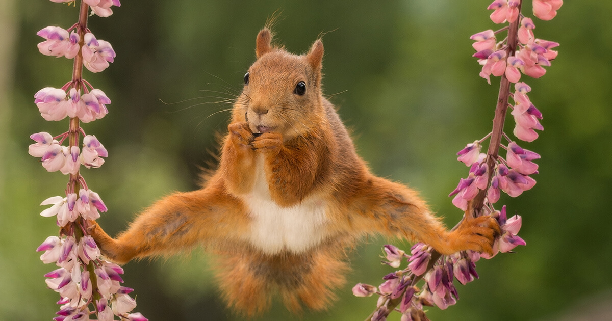 Zo fotografeer je rode eekhoorns
