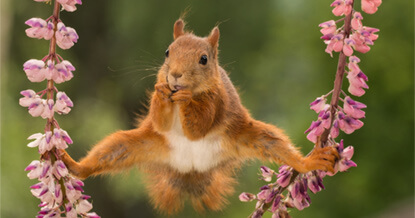 Tips voor het fotograferen van rode eekhoorns