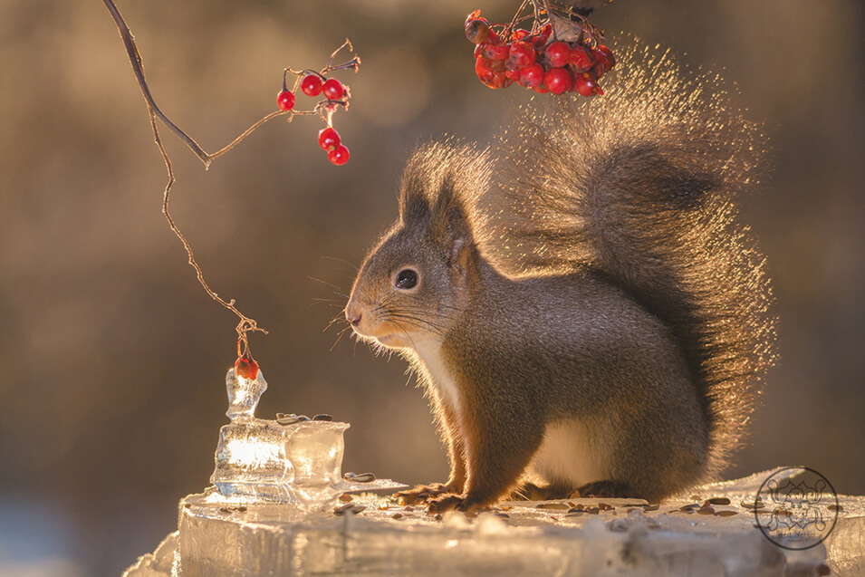 Tips voor het fotograferen van rode eekhoorns - 1
