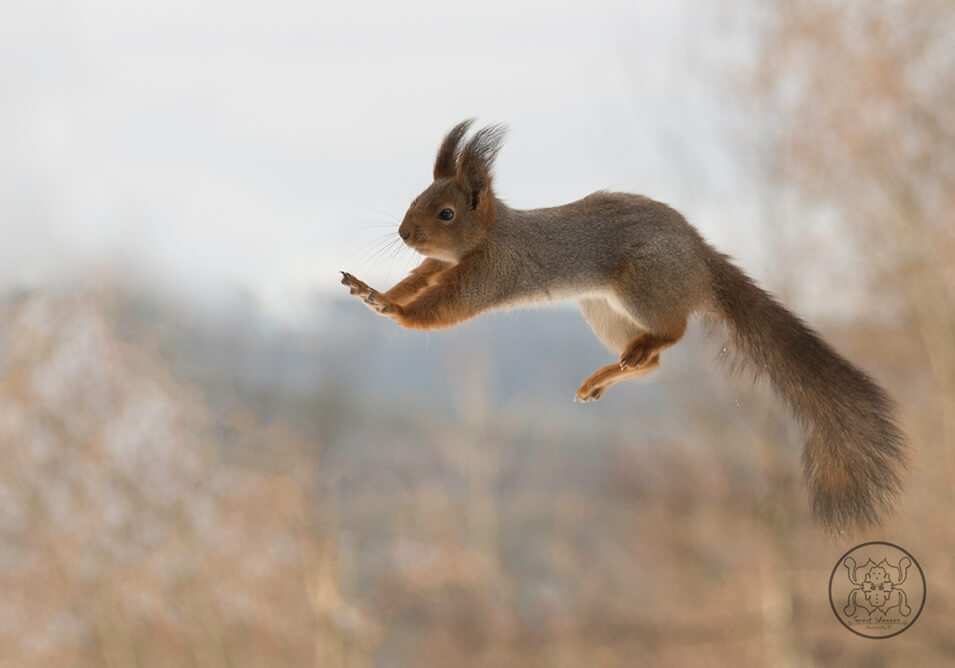 Tips voor het fotograferen van rode eekhoorns - 2