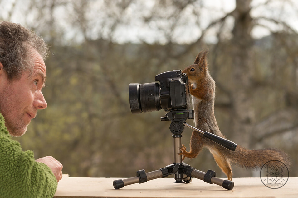 Tips voor het fotograferen van rode eekhoorns - 4