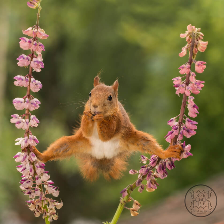 Tips voor het fotograferen van rode eekhoorns - 7