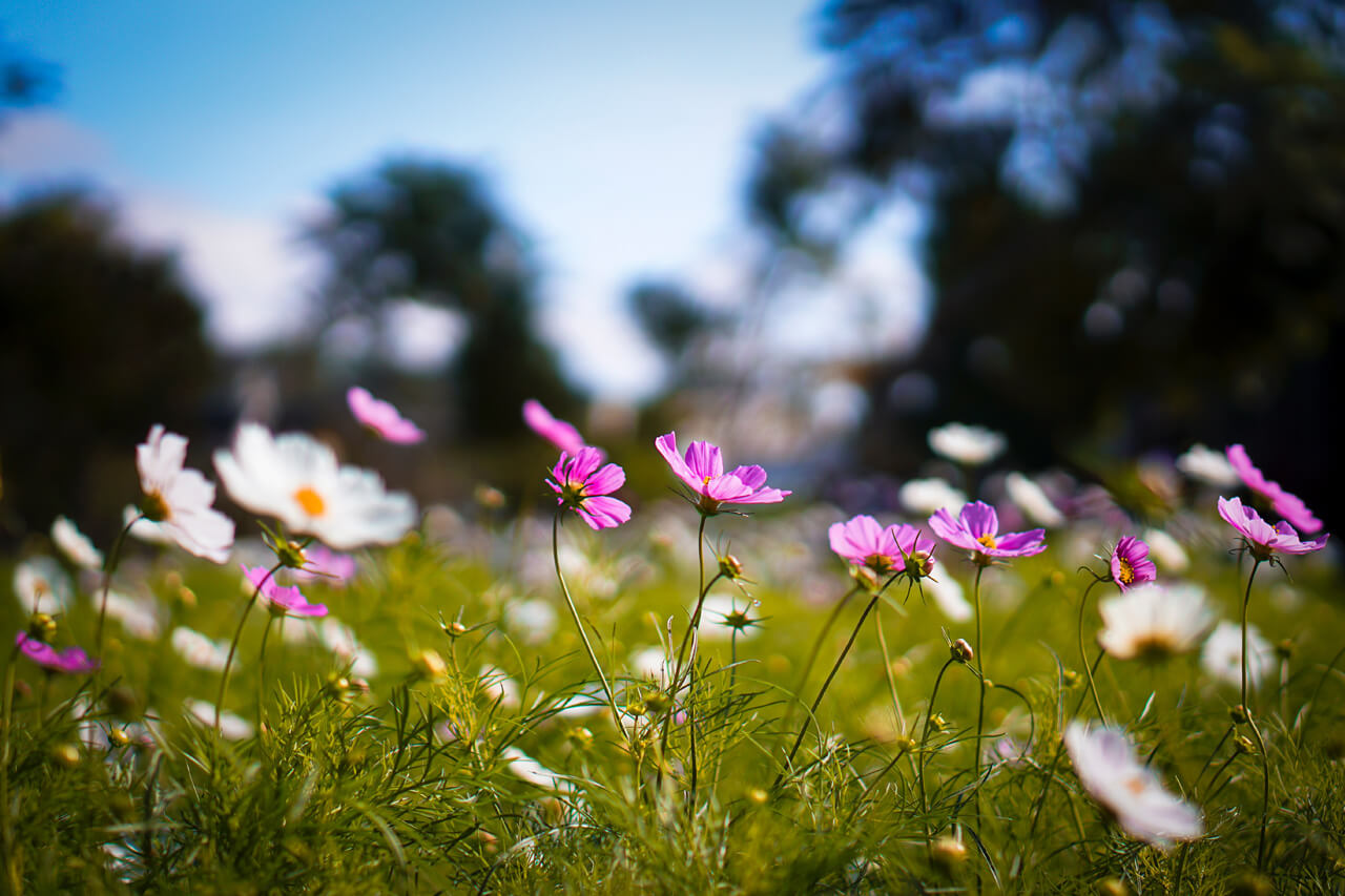 10 dingen die je kunt fotograferen in de lente - 1