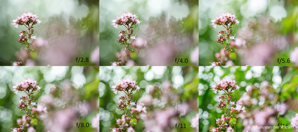 Product review Laowa 100mm f/2.8 2X macrolens - 27
