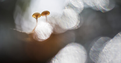 10 tips voor het fotograferen van paddenstoelen
