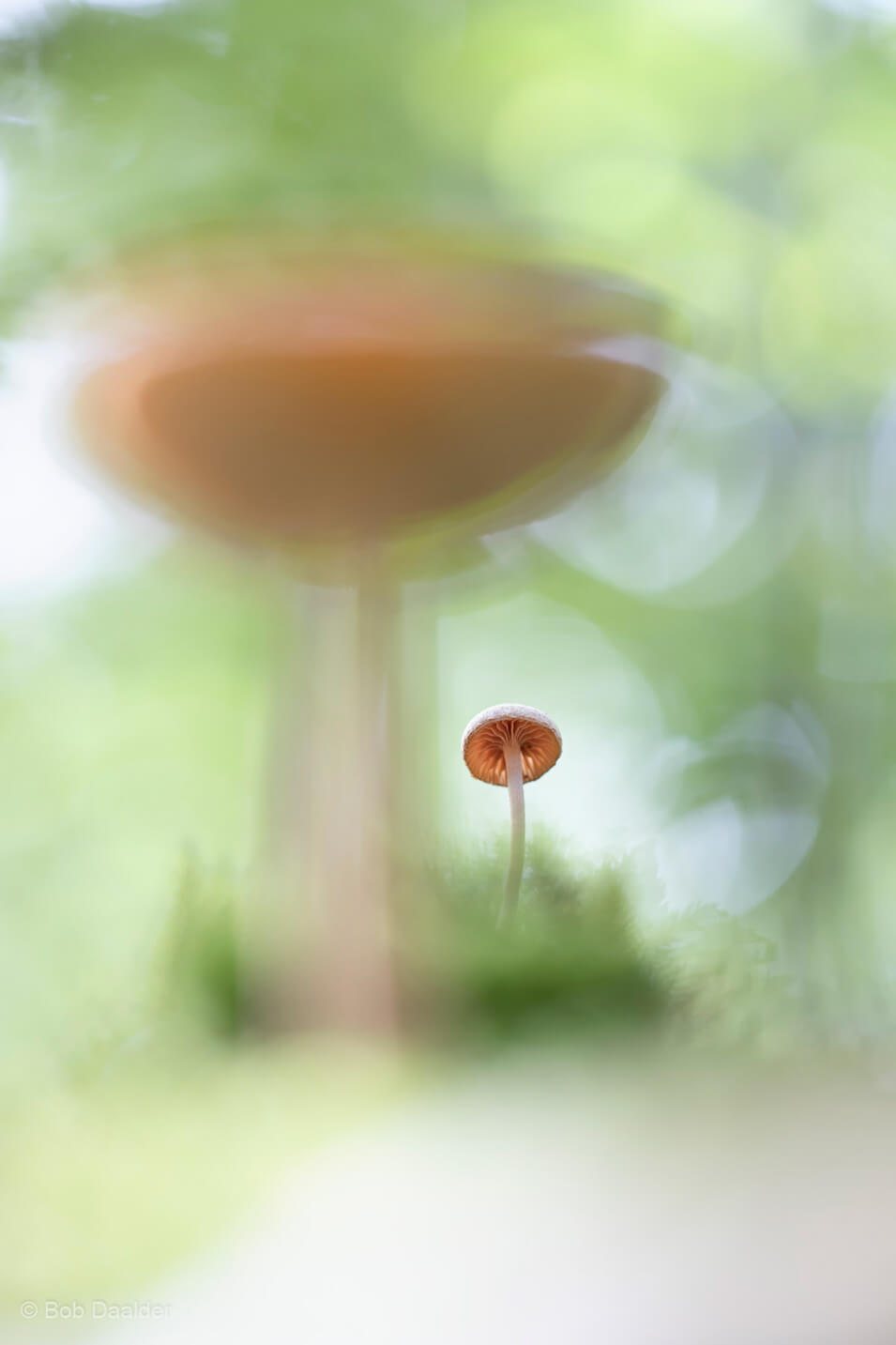 10 tips voor het fotograferen van paddenstoelen - 2