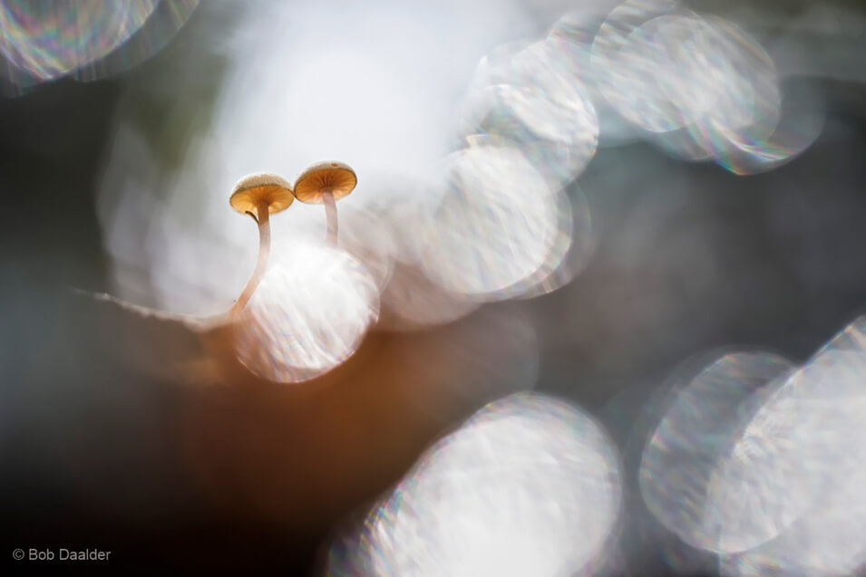 10 tips voor het fotograferen van paddenstoelen - 3