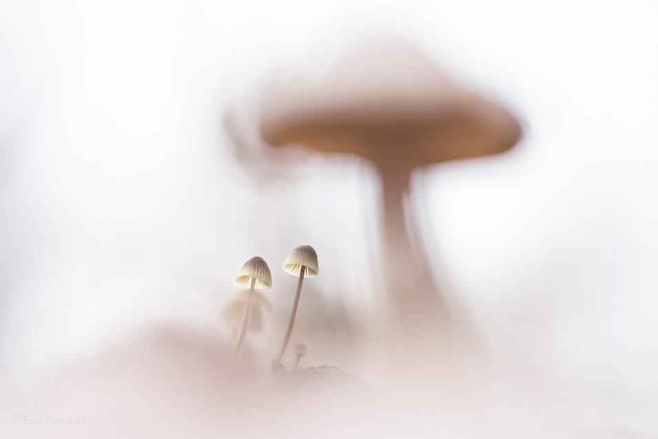 10 tips voor het fotograferen van paddenstoelen - 4