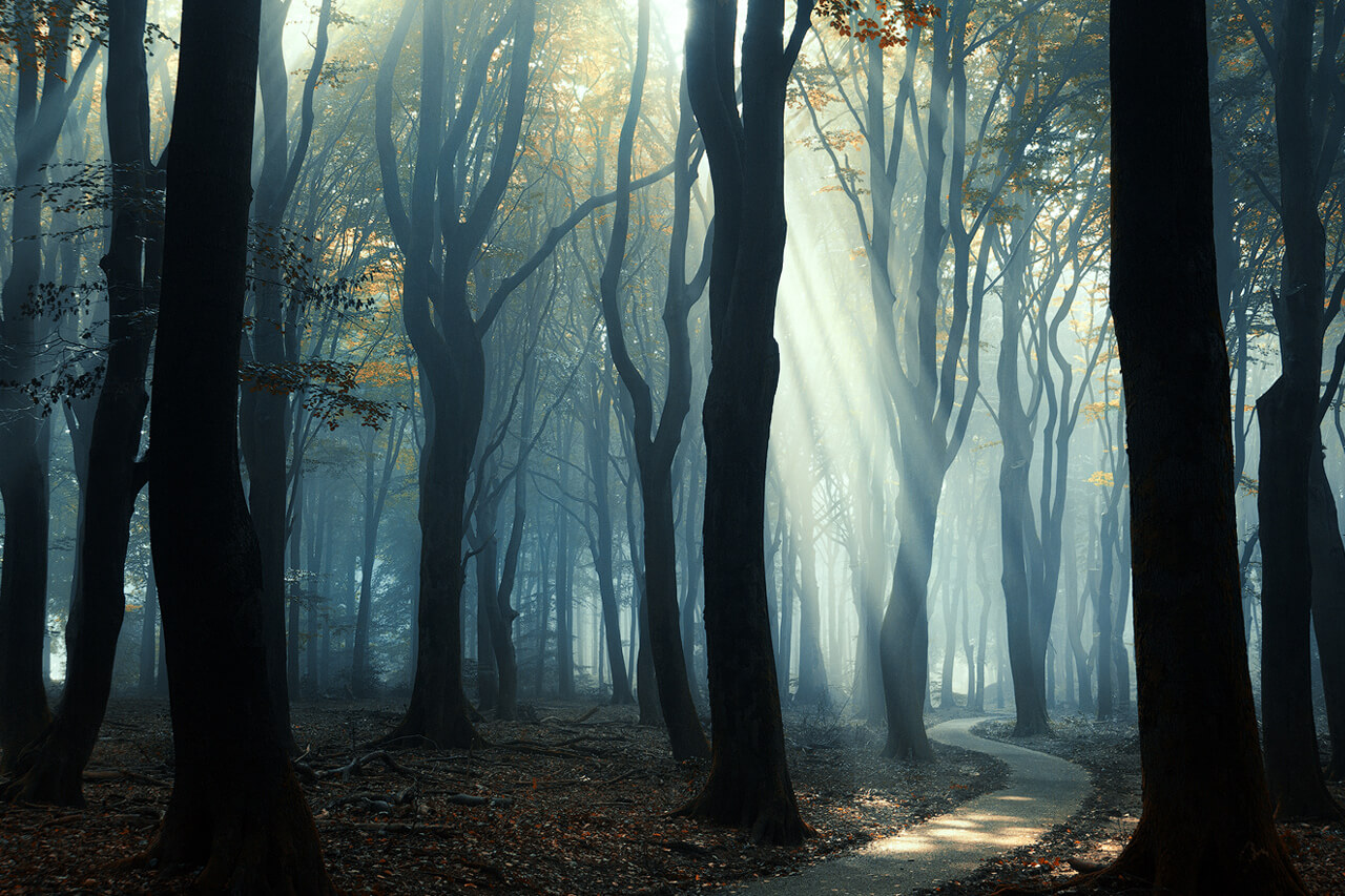 De 13 mooiste bossen van Nederland - 1