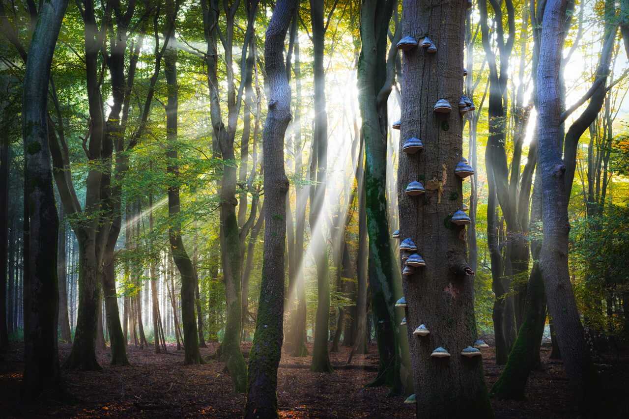 De 13 mooiste bossen van Nederland - 2
