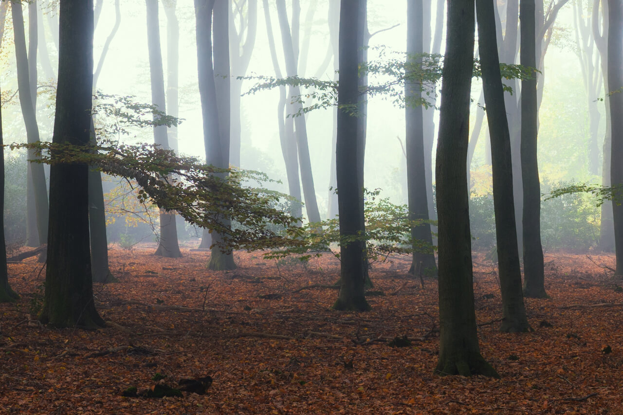 De 13 mooiste bossen van Nederland - 5