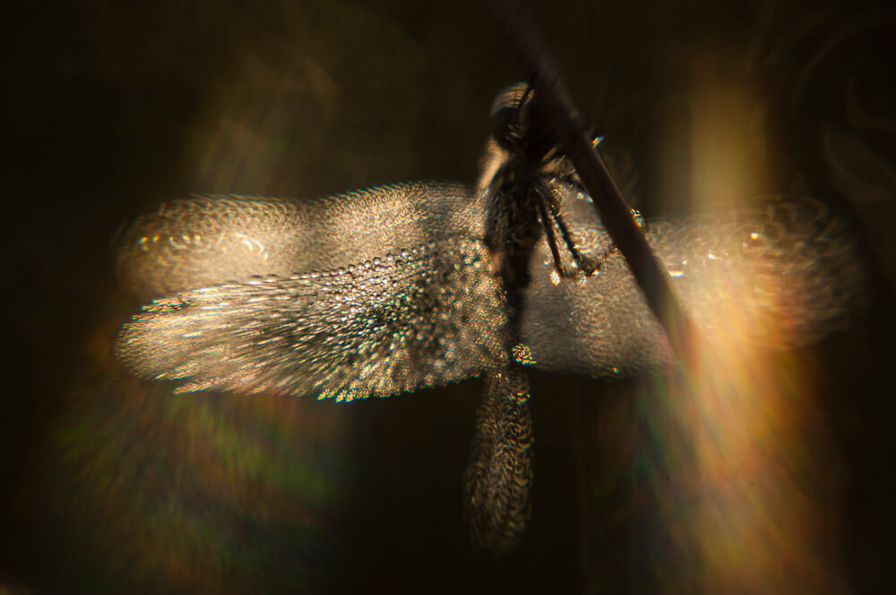 Zo kun je insecten fotograferen met dauw - 10