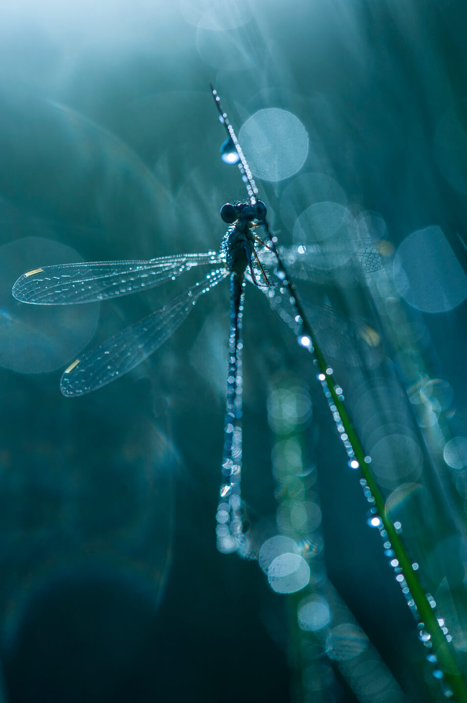 Zo kun je insecten fotograferen met dauw - 13