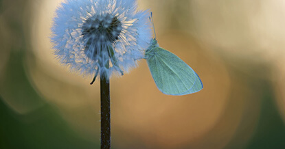 9 tips voor het fotograferen van vlinders