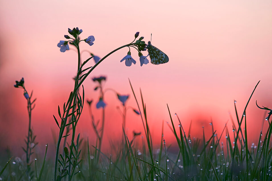 9 tips voor het fotograferen van vlinders - 1