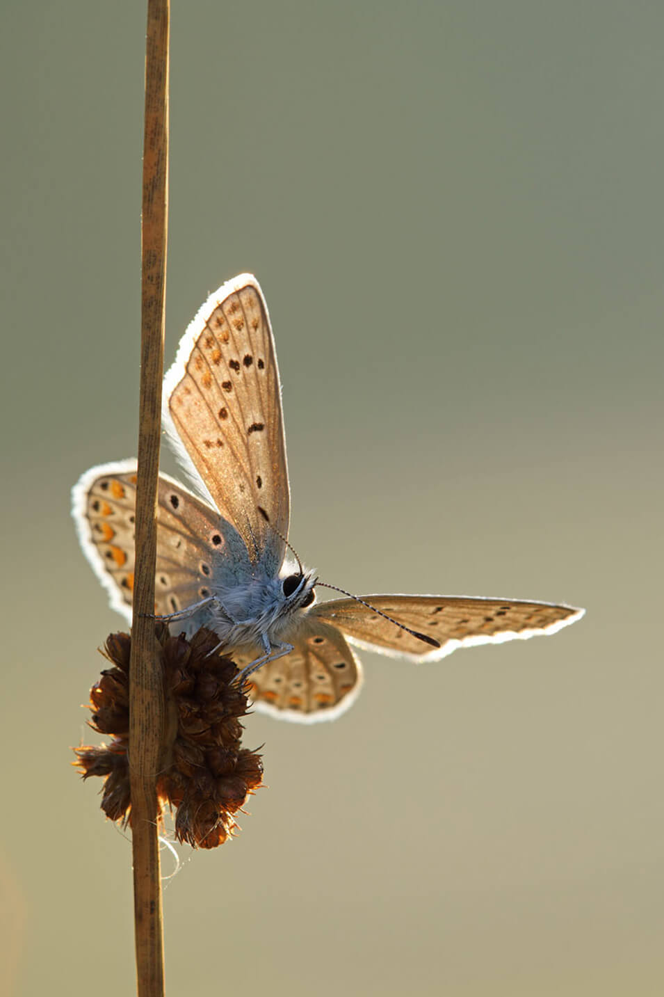 9 tips voor het fotograferen van vlinders - 5