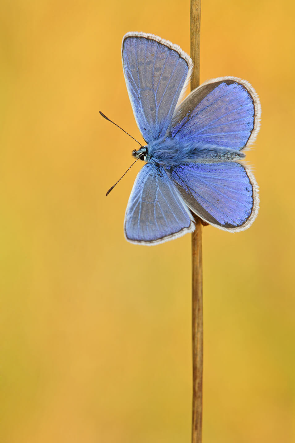 9 tips voor het fotograferen van vlinders - 6