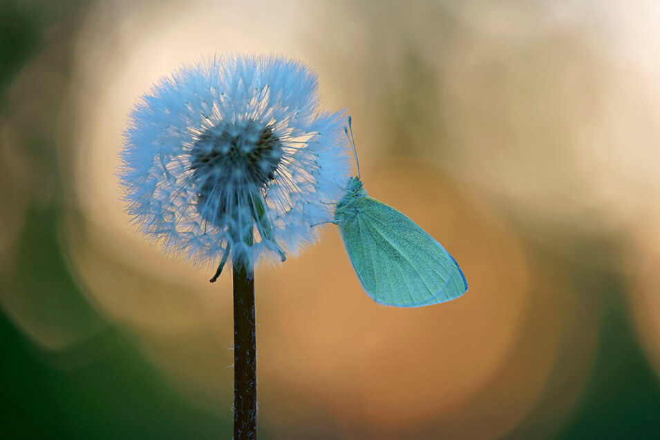 9 tips voor het fotograferen van vlinders - 7