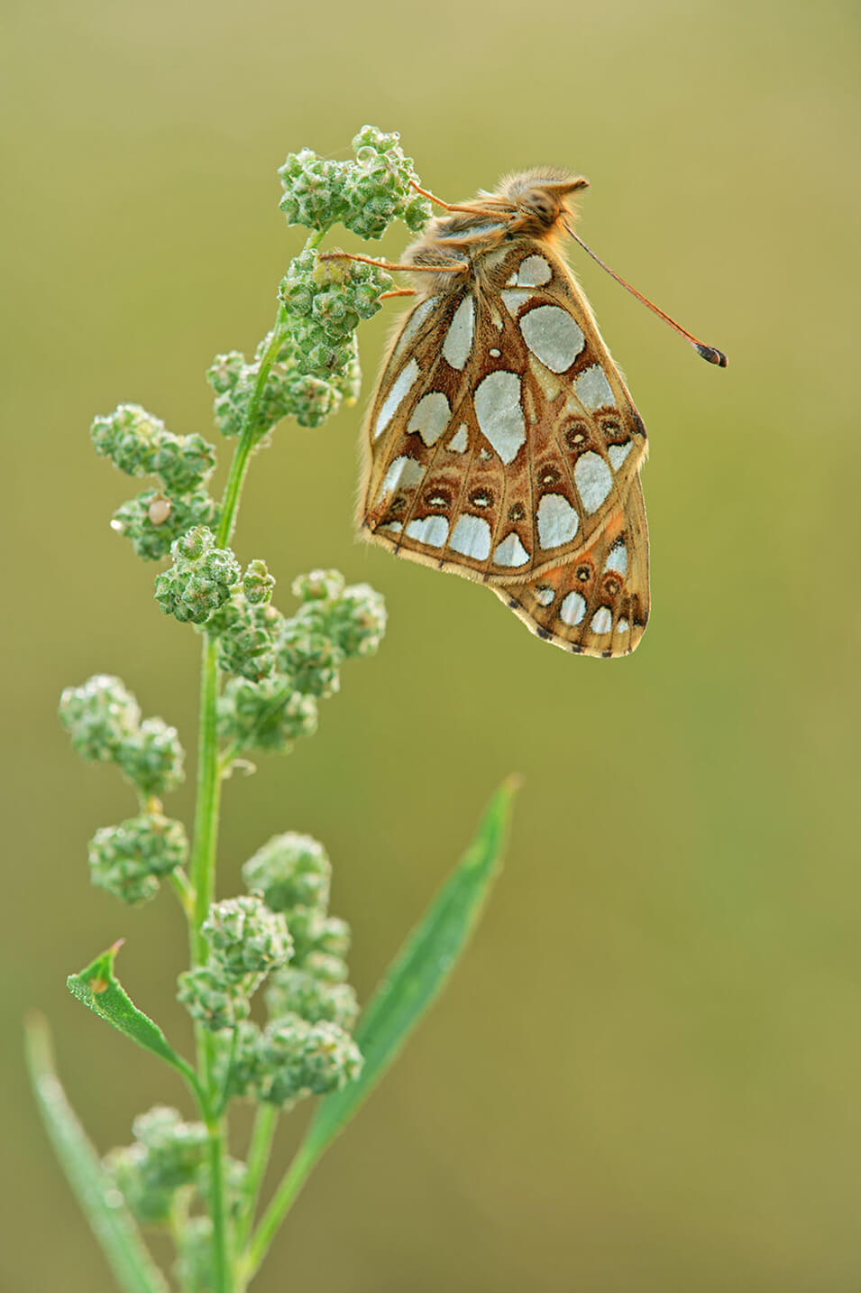 9 tips voor het fotograferen van vlinders - 8
