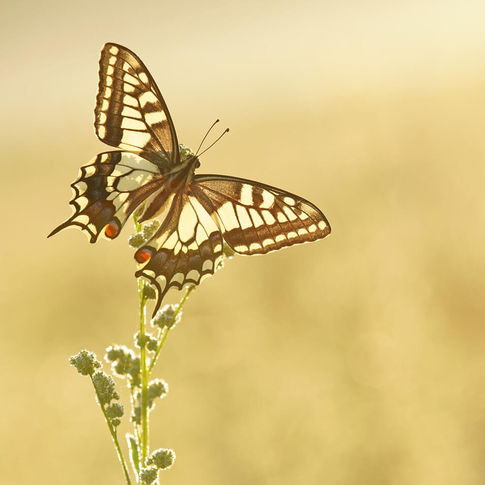 9 tips voor het fotograferen van vlinders - 10