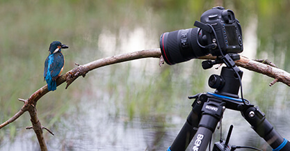 Wildlifefotografie met een groothoeklens