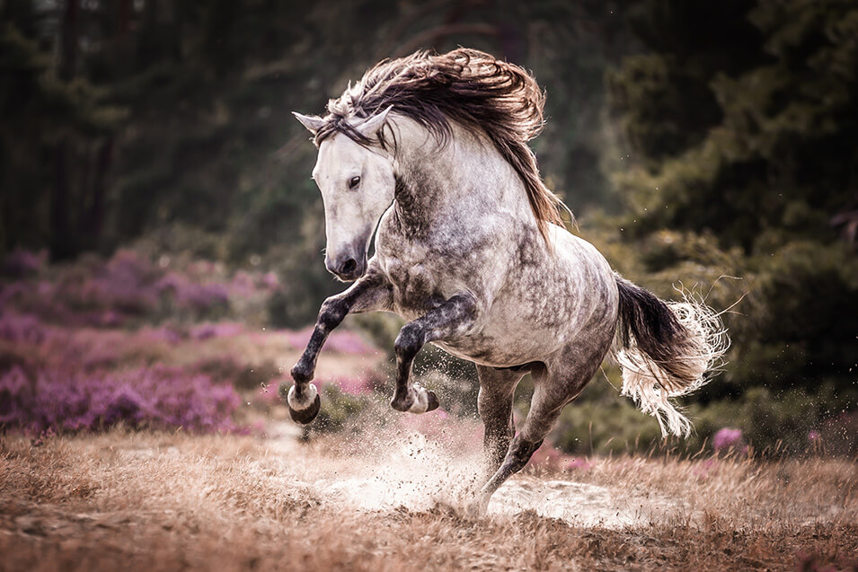 10 tips voor het maken van paardenfoto's - 7
