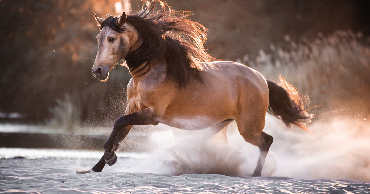 10 tips voor het maken van paardenfoto's