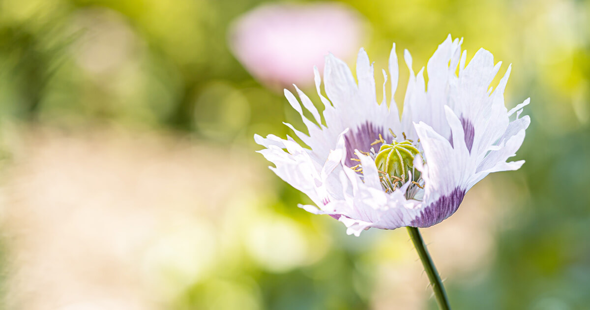 Bloemen fotograferen? Bekijk deze 7 tips!